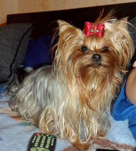 вязка красивого йоркширского терьерчика #861960