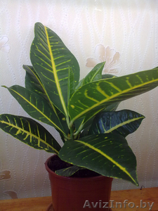 Кодиеум Petra. Комнатные растения Минск. #872175