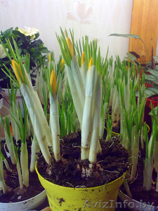 Крокус. Комнатные растения Минск #872176