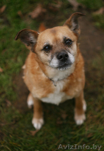 Душевная собака Лада для особенного хозяина в дар. #872039