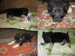 Замечательные щенки в дар! #868605