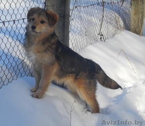 пушистая малышка в дар! #857225