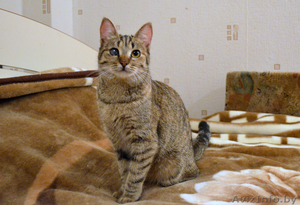 Отдам котенка МИЛАНУ в хорошие руки!!! #852764