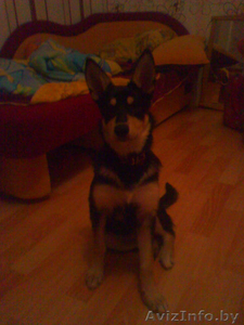 Помогите!!!Срочно нужно пристроить собачку.У маленького ребенка аллергия! #853972