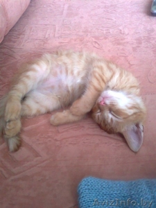 отдам рыжего котёнка в хорошие руки #851835