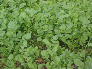 Редька масличная (сидерат) #853583