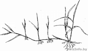 газонная трава  полевица побегообразующая #168115