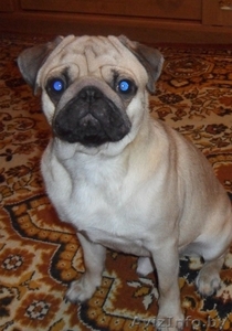 продажа мопса мальчика #864116