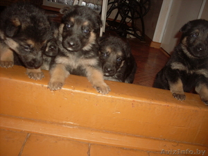 Продам щенка овчарки #858723