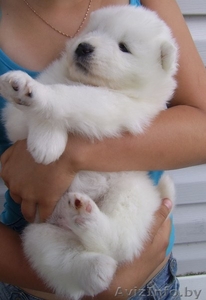 Щенки самоедской лайки #862740