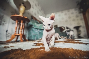 котятки канадского сфинкса #871267