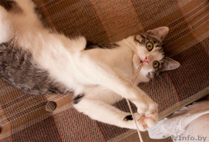 Сержик - тигрово-белое счастье! забавный котёнок в дар! #860630