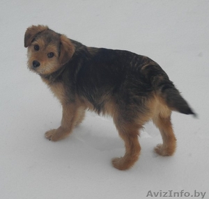 Пушистая красавица в дар! #855953