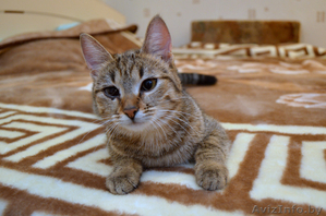 Отдам котенка ВАСИЛИСУ в хорошие руки!!! #852765