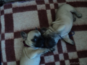 Щеночки французского бульдога #871056