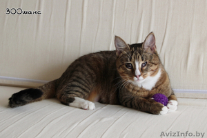 Кошка,  которая видит цветные сны... #851320