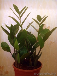 Замиокулькас. Комнатные растения Минск #872174