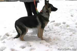 Замечательные псы в добрые руки. #872041