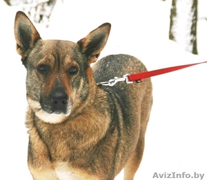 Прекрасная собака Герда. В дар. #845248