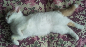 СРОЧНО!!! котенок ищет хозяев  #845441