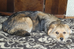 Милая Грушенька ищет свой добрый Дом. #779588