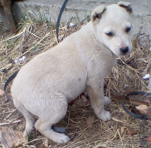 Милые щенки отдам в дар в добрые руки #845551