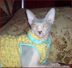 Канадский сфинкс купить Минск #877333