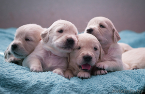 Продажа щенков золотистого ретривера от титулованной пары. #878493