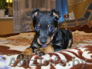 Щенок Берта ищет хозяина #883653