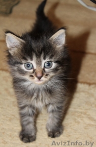 Милый полу персидский котенок в добрые руки!!! #886083