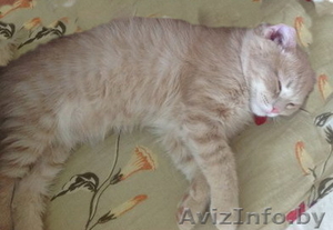 Замечательный шотландский котенок #876791