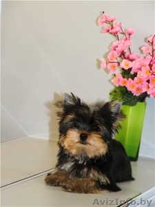 Элитный мальчик йоркширского терьера #883846