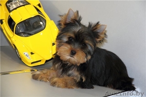 Йоркширский терьер- не дорого #883847