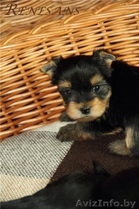 помет йоркширского терьера #883848