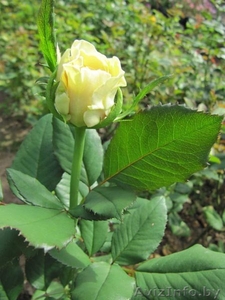 Cаженцы роз по низким ценам #879644