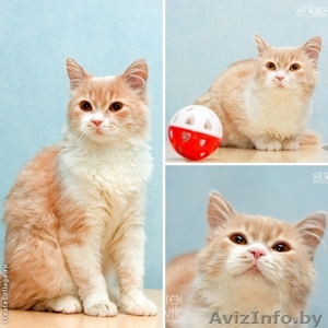 Котёнок кремовый  -  принцесса София в дар ! #879088