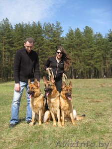 Немец,  кобель,  для вязки #886684