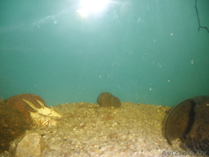 Аквариумный грунт кварц 80% 9.500 тыс за 1 кг . Район Зеленый луг #891289