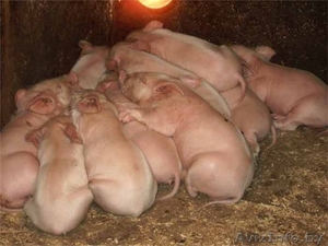 Продаю мясо,  поросят #875605