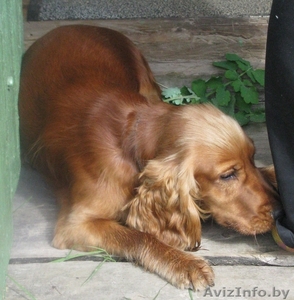 кобель английского коккер-спаниеля #879692
