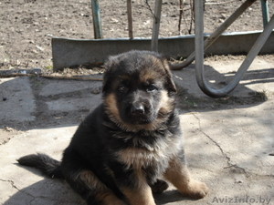 Щенки- Немецкой овчарки #889600