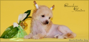 Китайской хохлатой очаровательные щеночки #881260