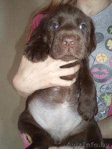 щенки шоколадного окраса  #866291