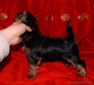 Йоркширский терьер девочки #877525