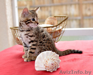 Бенгальский котенок зарегистрированных #876688