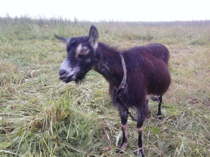 козье молоко творожок яйцо #877641