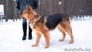 Красавица-собака в дар! #875448