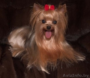 Курсы грумеров в школе Happy Pupil (стрижка собак, кошек) #878961