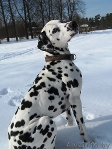 Далматин ищет подругу для вязки #879106