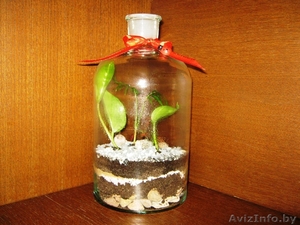 Садик в стеклянных емкостях #891646